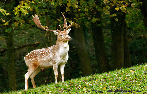 Mammals