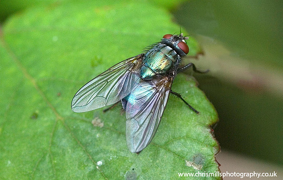 Insects