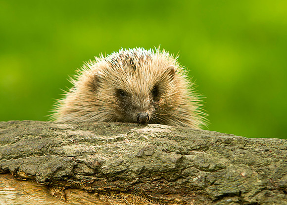 Mammals