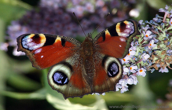 Insects
